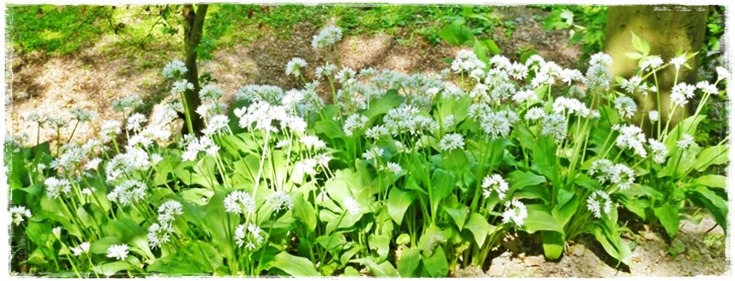 Wild Garlic Aka Ramsons Season Calloo Callay Sudden Lunch