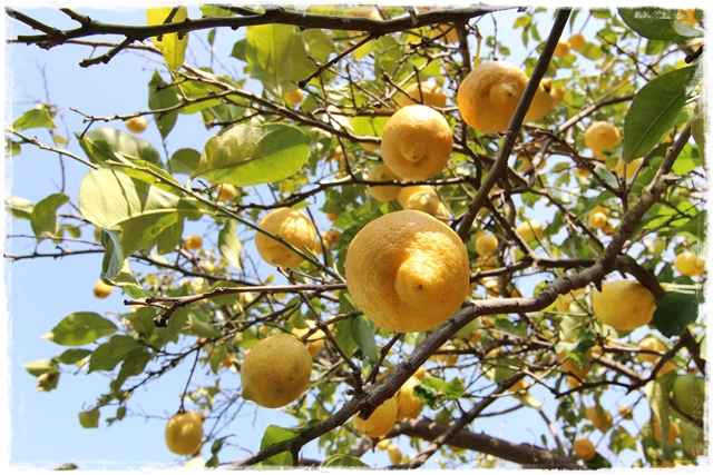 lemon tree fruiting
