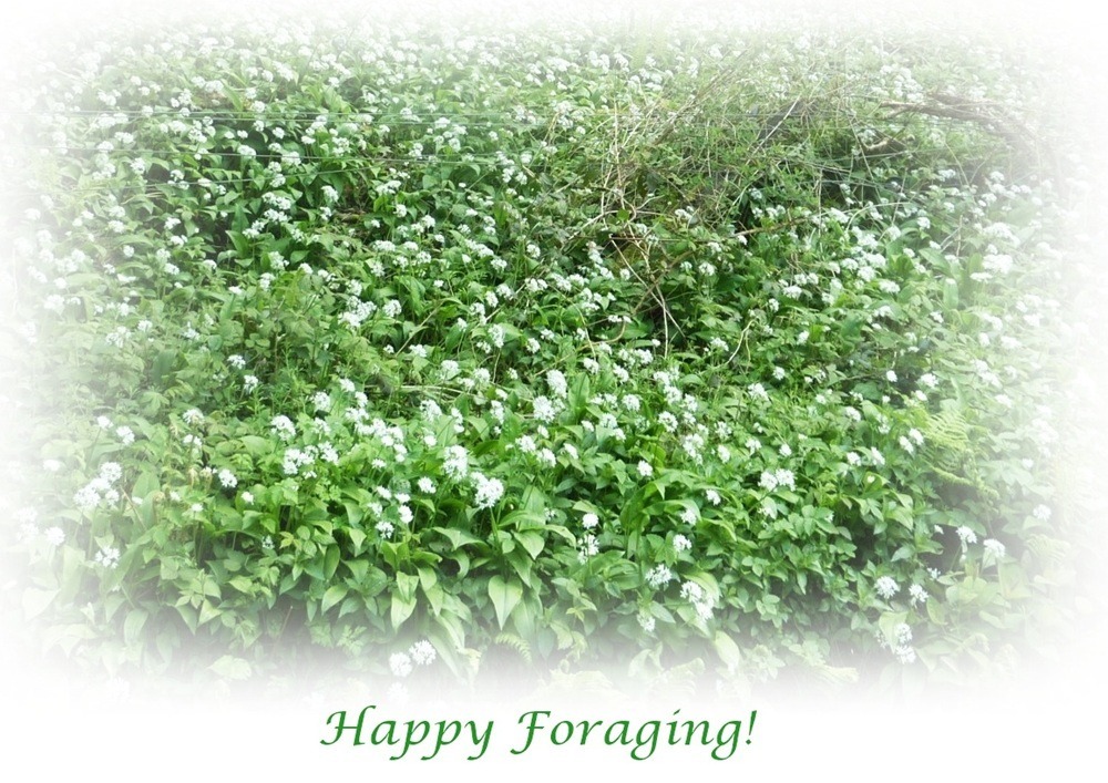 wild garlic in flower