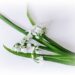 three cornered leeks