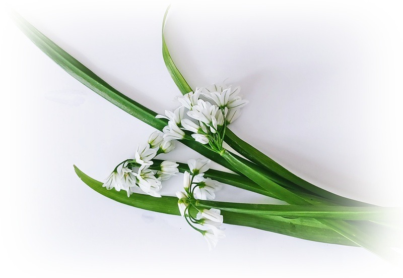 three cornered leeks