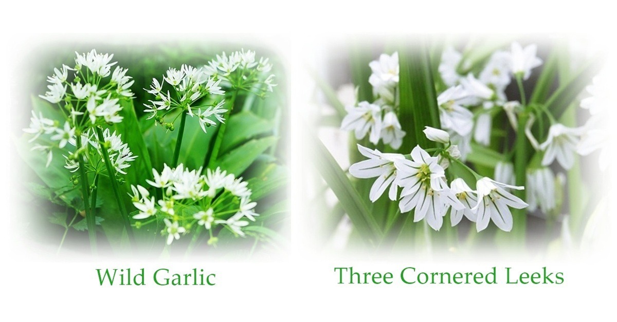 three cornered leeks and wild garlic